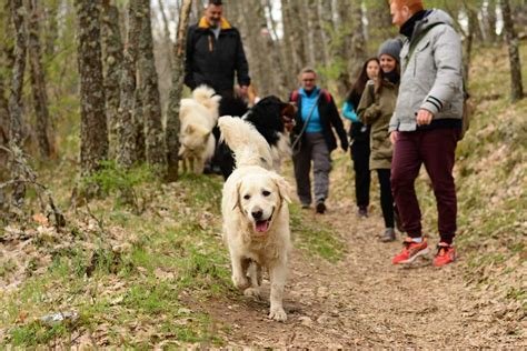 Torrelavega con perro